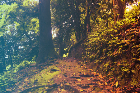Mixed Tree Forest in Spring. Filtered image: warm cross processed vintage effect.の写真素材