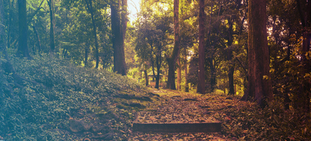 Mixed Tree Forest in Spring. Filtered image: warm cross processed vintage effect.の写真素材