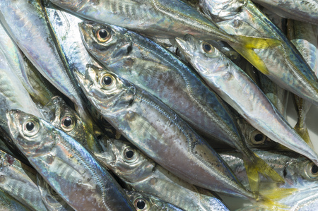 Raw fish scad over natural wood background.Close upの写真素材