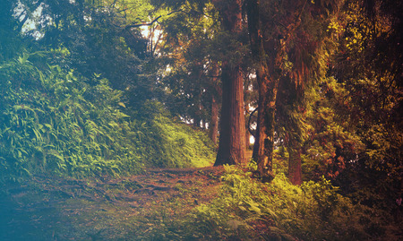 Mixed Tree Forest in Spring. Filtered image: cool cross processed vintage effect.の写真素材