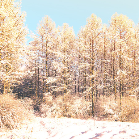 Winter landscape with snow.Filtered image: vintage effect.の写真素材