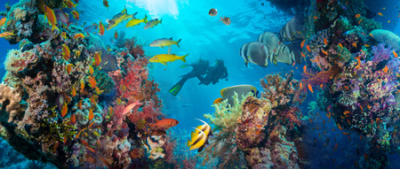 Tropical Anthias fish with net fire corals on Red Sea reef underwaterの写真素材