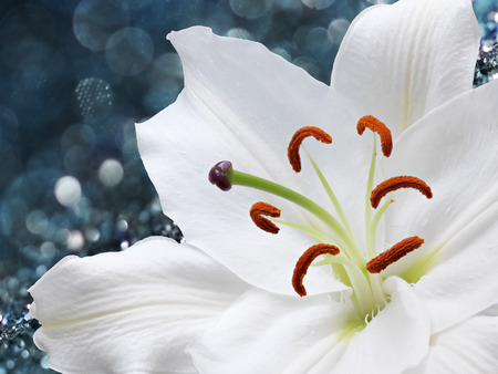 white lily flower on a blue backgroundの写真素材