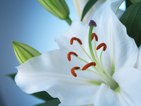 white lily flower on a blue backgroundの写真素材