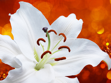 White lily flower on background with bokeh effects.の写真素材
