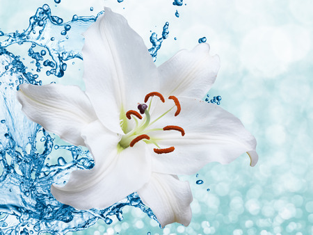 Flower white lily on a background of water splashの写真素材