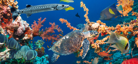 Colorful underwater offshore rocky reef with coral and sponges and small tropical fish swimming by in a blue oceanの写真素材