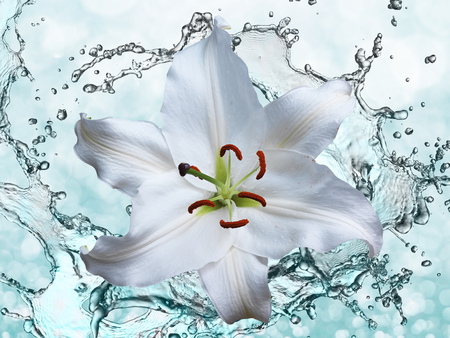 Flower white lily on a background of water splashの写真素材