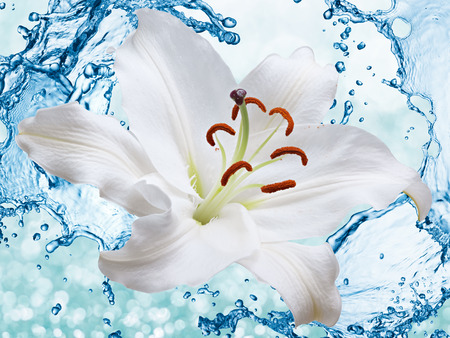 Flower white lily on a background of water splashの写真素材