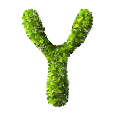 Letter Y made of green leaves isolated on whiteの写真素材