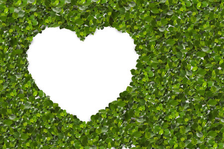 Green Leaves in heart shape on white background. close up