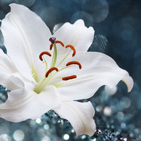 White lily flower on background with bokeh effects.の写真素材