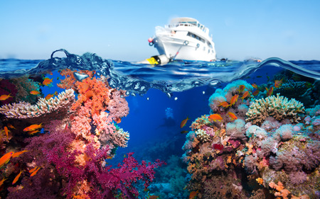 Colorful underwater offshore rocky reef with coral and sponges and small tropical fish swimming by in a blue oceanの写真素材