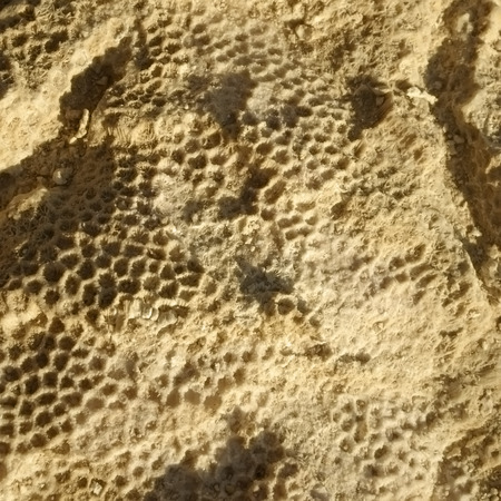 Texture formed by the corals in coastal limestone. Close upの写真素材