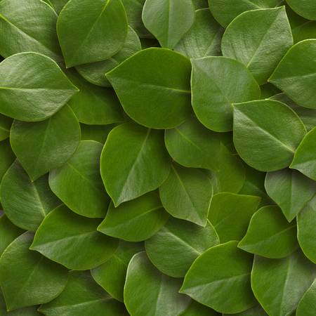 Green leaves background. Close upの写真素材