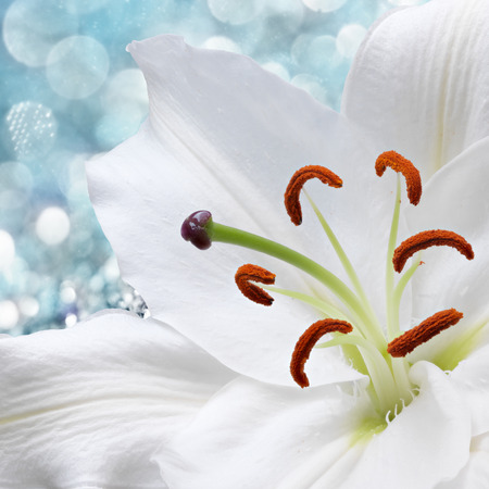 White lily flower on background with bokeh effects.の写真素材