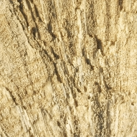 Texture formed by the corals in coastal limestone. Close upの写真素材