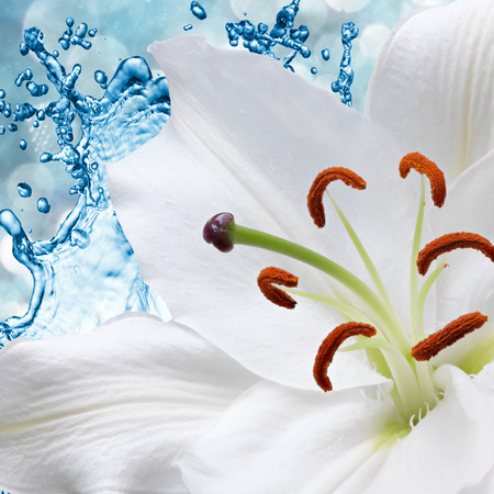 Flower white lily on a background of water splashの写真素材