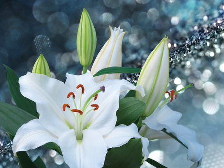 White lily flower on blue background with bokeh effects.の写真素材