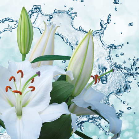 Flower white lily on a background of water splashの写真素材