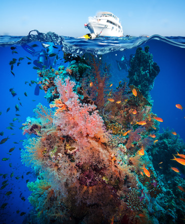 Tropical Fish and Coral Reef on Red Seaの写真素材