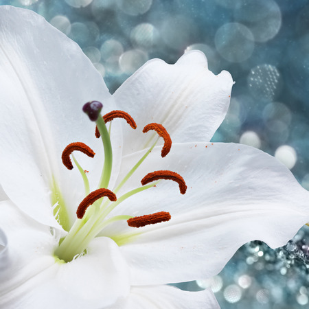 White lily flower on background with bokeh effects.の写真素材