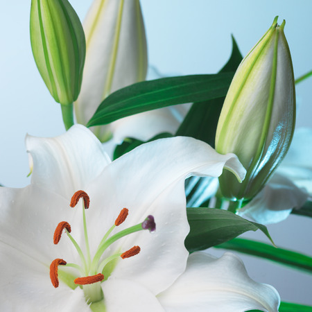 white lily flower on a blue backgroundの写真素材