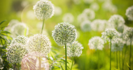 Beautiful White Allium circular globe shaped flowers blow in the wind. UHDの写真素材