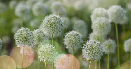 Beautiful White Allium circular globe shaped flowers blow in the wind. UHDの写真素材