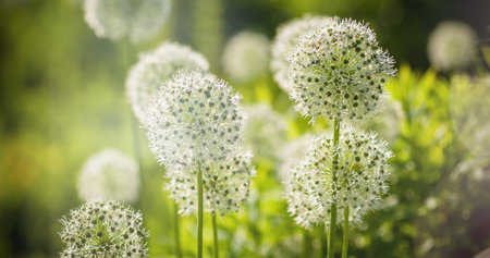 Beautiful White Allium circular globe shaped flowers blow in the wind. UHD