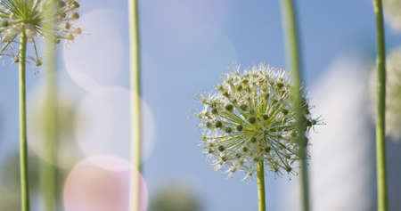 Beautiful White Allium circular globe shaped flowers blow in the wind. UHDの写真素材