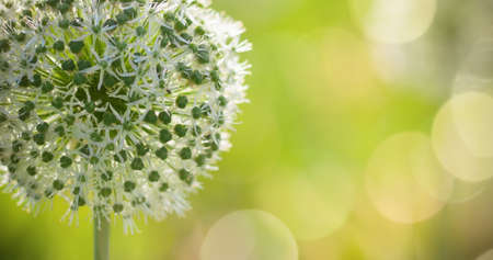 Beautiful White Allium circular globe shaped flowers blow in the wind. UHDの写真素材