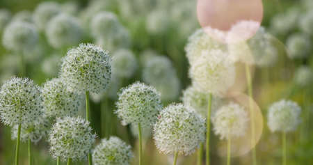 Beautiful White Allium circular globe shaped flowers blow in the wind. UHDの写真素材