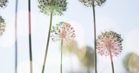 Beautiful White Allium circular globe shaped flowers blow in the wind. UHDの写真素材