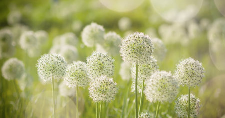 Beautiful White Allium circular globe shaped flowers blow in the wind. UHD