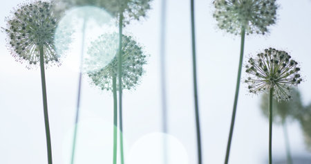 Beautiful White Allium circular globe shaped flowers blow in the wind. UHDの写真素材