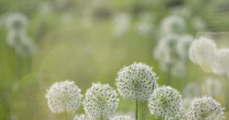Beautiful White Allium circular globe shaped flowers blow in the wind. UHDの写真素材
