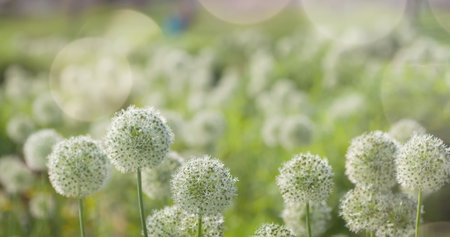 Beautiful White Allium circular globe shaped flowers blow in the wind. UHDの写真素材