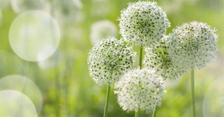Beautiful White Allium circular globe shaped flowers blow in the wind. UHD