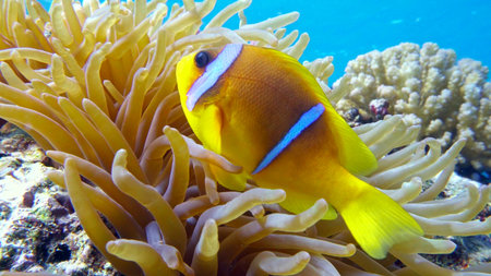 Clown fish in anemone close, Red sea. Egypt. 4K