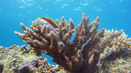 Emperor angelfish, Pomacanthus imperator Red Sea