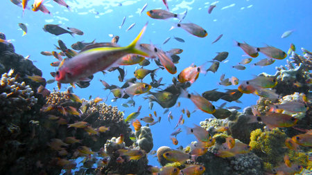 School of fishes Vanikoro Sweeper swims near coral reef in Red sea. Egypt 4K