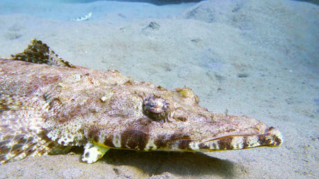 Tentacled flathead (Papilloculiceps longiceps) in the Red Sea, Egypt