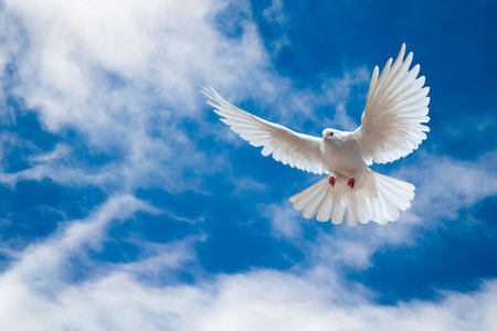 Dove in the air with wings wide open in-front of the skyの写真素材