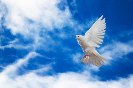 Dove in the air with wings wide open in-front of the skyの写真素材