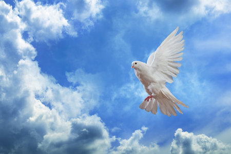 Dove in the air with wings wide open in-front of the skyの写真素材