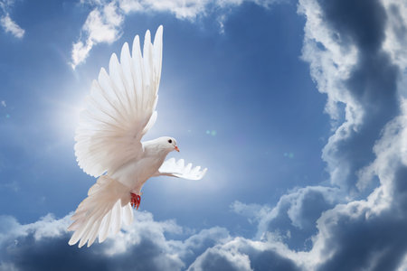 Dove in the air with wings wide open in-front of the skyの写真素材