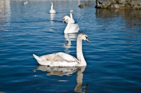 Group of floating swans against blue lakeの写真素材