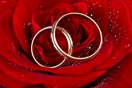 Flower a rose, two wedding rings against dropsの写真素材