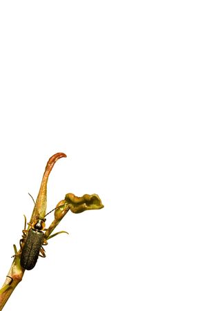 Bug, insect on a branch, isolated on the whiteの写真素材